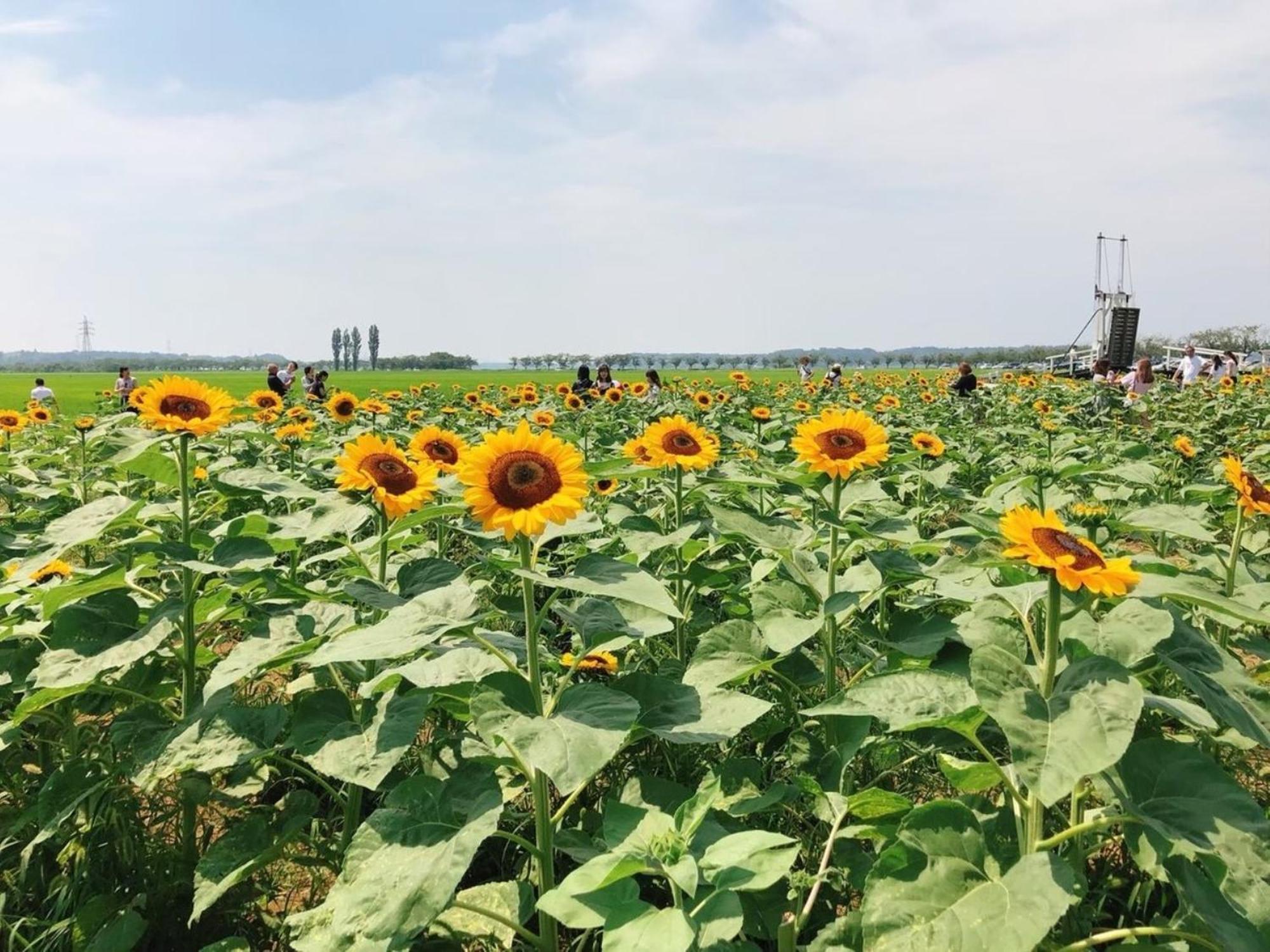 Vessel Inn Keisei Tsudanuma Station Narashino Exteriér fotografie